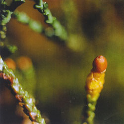 Reife Frucht Lepidothamnus - reife weibliche Frucht