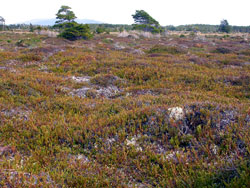 Lepidothamnus - Naturbestand