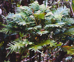 03 Libocedrus austrocaledonica 0003