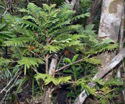 05 Libocedrus austroc port