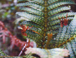 06 Libocedrus austrocaledonica 0006