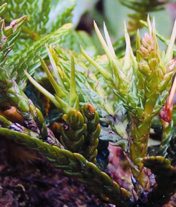 08 Libocedrus austrocaledonica 0002