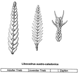 09 Libocedrus austrocaledonica 0004