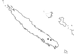 02 Libocedrus chevalieri 0004