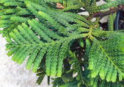 03 Libocedrus chevalieri 0003