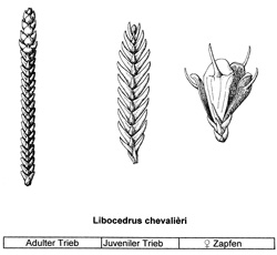 04 Libocedrus chevalieri 0005