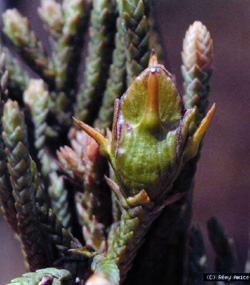 06 Libocedrus chevalieri 0001