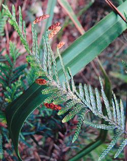 07 Libocedrus yateensis 0007
