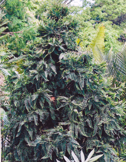 08 Libocedrus yateensis 0006