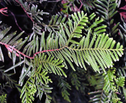 09 Libocedrus yateensis 0001
