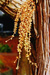 Metasequoia