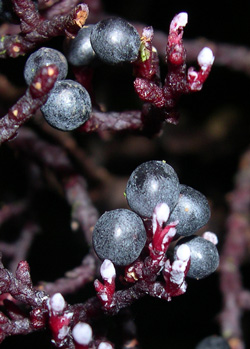 Parasitaxus usta Parasitaxus usta