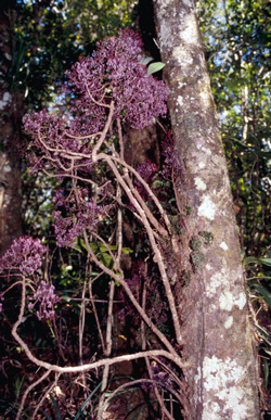 Parasitaxus usta Parasitaxus usta