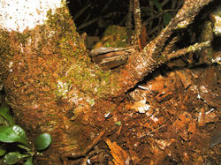 Parasitaxus usta Parasitaxus ustus