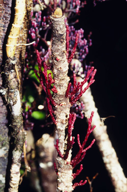 Parasitaxus usta Parasitaxus usta