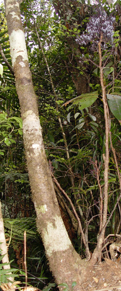 Parasitaxus usta Parasitaxus usta