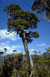 Pilgerodendron