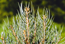06 Pinus monophylla 0005