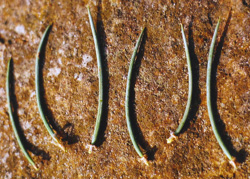 07 Pinus monophylla 0006