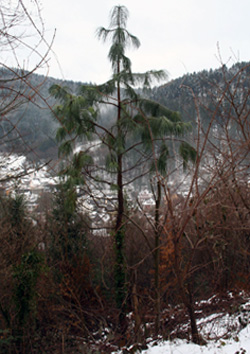 03 Pinus montezumae April-2012-019