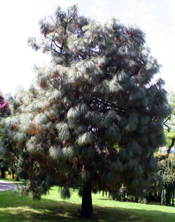 07 Pinus montezumae 250