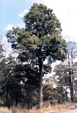 08 Pinus montezumae 250