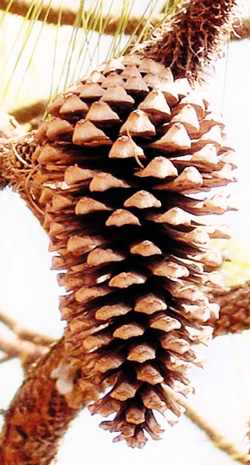 10 Pinus montezumae 250