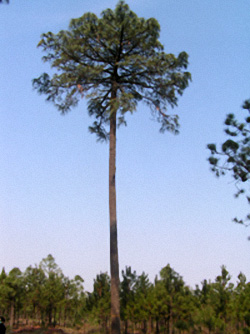 11 Pinus montezumae 250