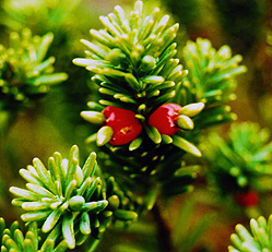 Podocarpus gnidioides - mit Früchten