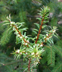 02 P c Jungpflanze mit maennlichen Blueten Terminaltrieb