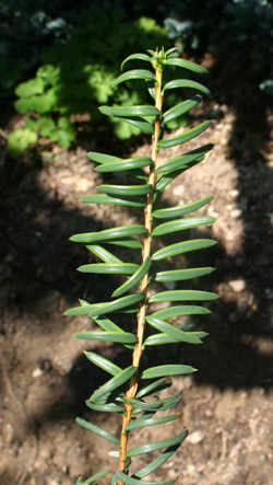 09 P c Stecklingspflanze zweijaehrig