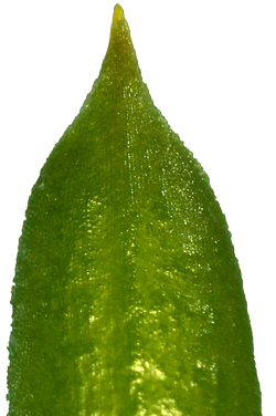 14 P C Nadelspitze
