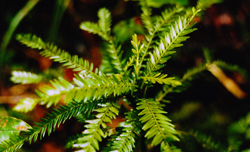 05 Retrophyllum-2