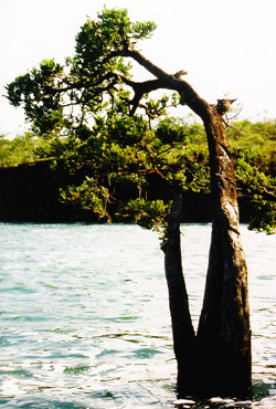 10 Retrophyllum-8