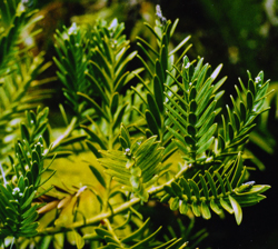 12 Retrophyllum-5