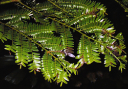 22 Retrophyllum-10