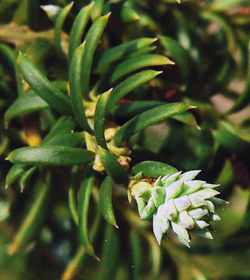 Saxegothaea conspicua, Podocarpaceae, ♀ Fruchtstand
