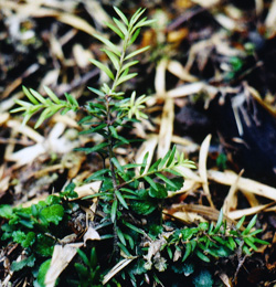 Saxegothaea conspicua, Jungpflanze im Naturwald von Antillanca