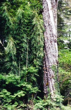 Saxegothaea conspicua, Naturwald mit 5 m hohem Bambus im Unterstand