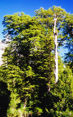 Saxegothaea conspicua. Alte B&auml;ume im Naturwald von Antillanca