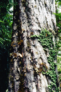Saxegothaea conspicua, Stamm mit Sarmienta scandens, Naturwald Antillanca