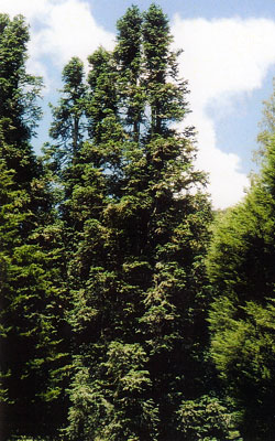 Taiwania Altbäume