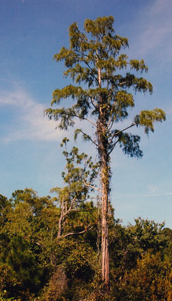 Taxodium distichum var. imbricatum