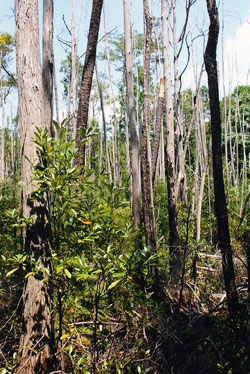 Taxodium distichum var. imbricatum