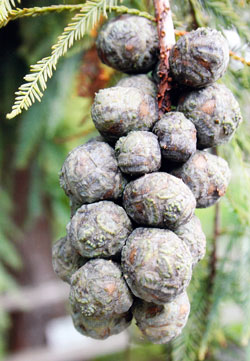 Taxodium distichum var. imbricatum