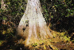 Taxodium distichum var. imbricatum