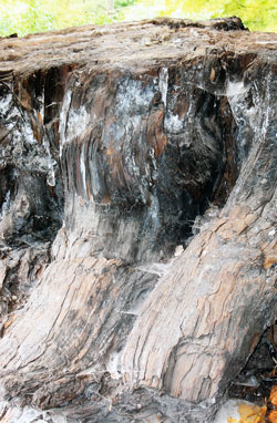 Taxodium