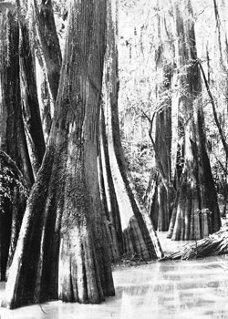 Taxodium distichum - Naturbestand