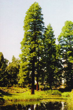 Taxodium distichum -Parkbäume