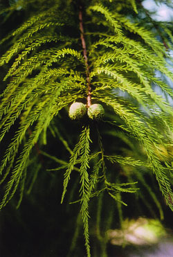 Taxodium distichum - Junge Zapfen
